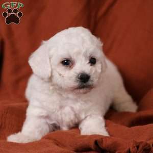 Jasper, Bichon Frise Puppy